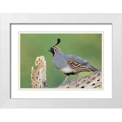 Male Gambels quail White Modern Wood Framed Art Print with Double Matting by Archer, Ken
