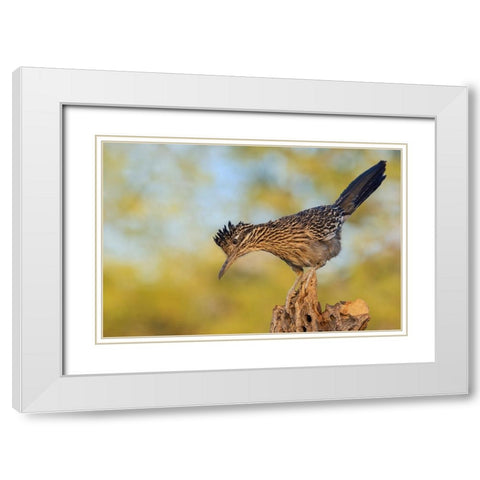 Greater roadrunner White Modern Wood Framed Art Print with Double Matting by Archer, Ken