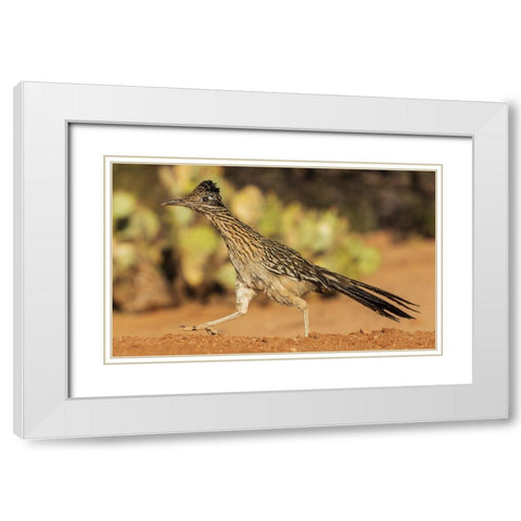 Greater roadrunner on the go White Modern Wood Framed Art Print with Double Matting by Archer, Ken