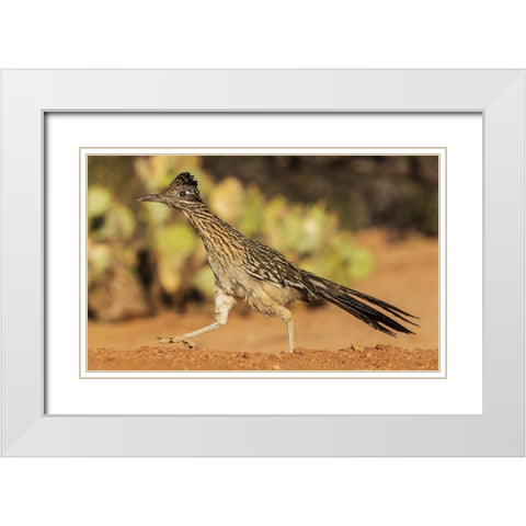 Greater roadrunner on the go White Modern Wood Framed Art Print with Double Matting by Archer, Ken