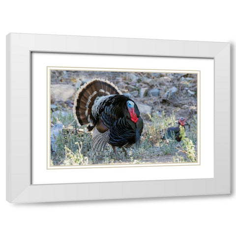 Merriams turkey courtship display White Modern Wood Framed Art Print with Double Matting by Archer, Ken
