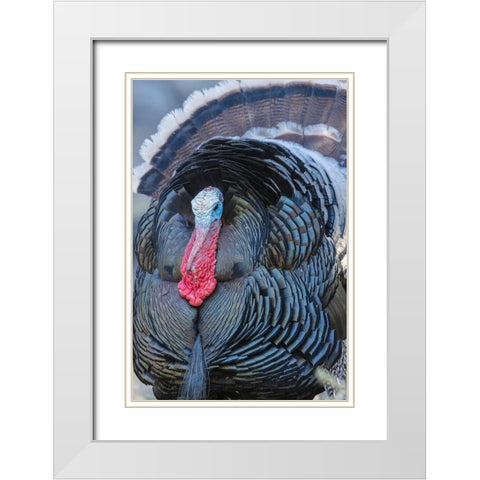 Merriams turkey close-up White Modern Wood Framed Art Print with Double Matting by Archer, Ken