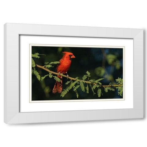 Northern cardinal White Modern Wood Framed Art Print with Double Matting by Archer, Ken