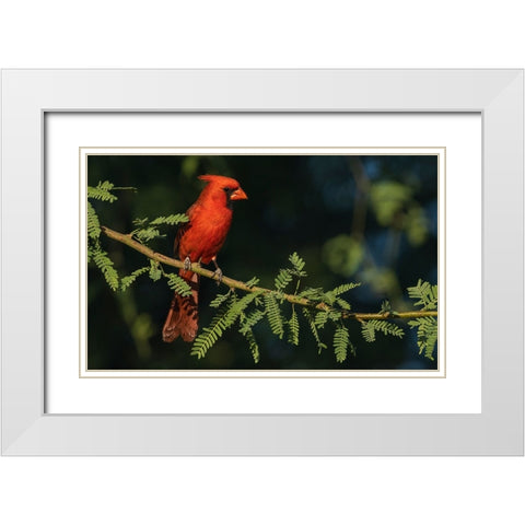 Northern cardinal White Modern Wood Framed Art Print with Double Matting by Archer, Ken