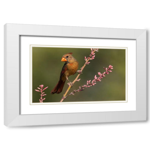 Female northern cardinal White Modern Wood Framed Art Print with Double Matting by Archer, Ken