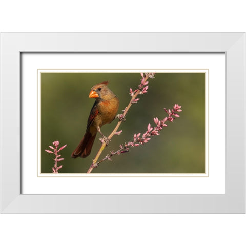 Female northern cardinal White Modern Wood Framed Art Print with Double Matting by Archer, Ken