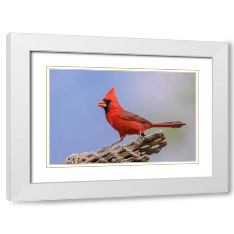 Northern cardinal White Modern Wood Framed Art Print with Double Matting by Archer, Ken