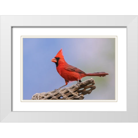 Northern cardinal White Modern Wood Framed Art Print with Double Matting by Archer, Ken