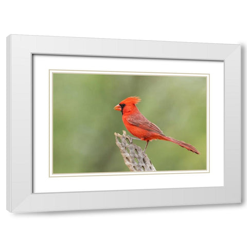 Northern cardinal White Modern Wood Framed Art Print with Double Matting by Archer, Ken