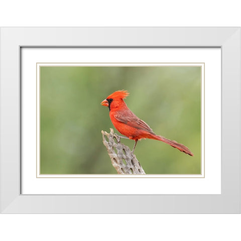 Northern cardinal White Modern Wood Framed Art Print with Double Matting by Archer, Ken