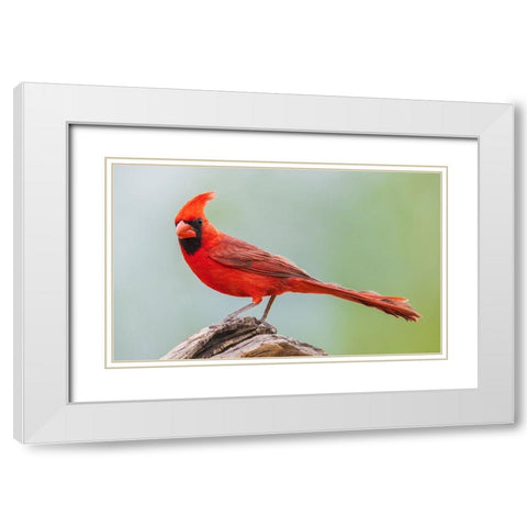 Northern cardinal White Modern Wood Framed Art Print with Double Matting by Archer, Ken
