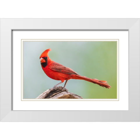 Northern cardinal White Modern Wood Framed Art Print with Double Matting by Archer, Ken