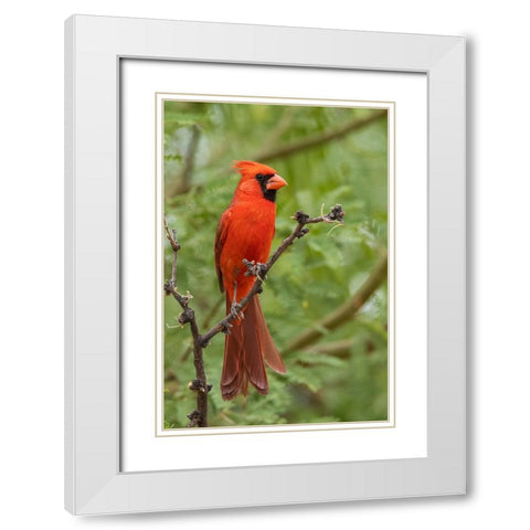 Northern cardinal White Modern Wood Framed Art Print with Double Matting by Archer, Ken