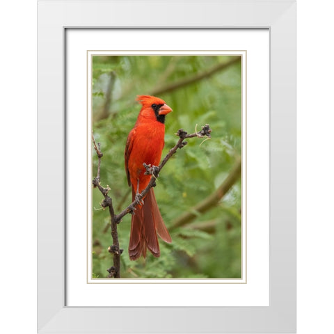 Northern cardinal White Modern Wood Framed Art Print with Double Matting by Archer, Ken