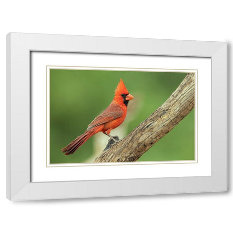 Northern cardinal White Modern Wood Framed Art Print with Double Matting by Archer, Ken