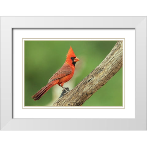 Northern cardinal White Modern Wood Framed Art Print with Double Matting by Archer, Ken