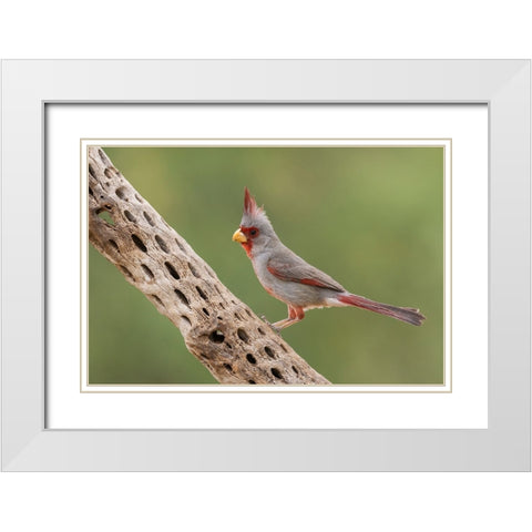 Male pyrrhuloxia White Modern Wood Framed Art Print with Double Matting by Archer, Ken