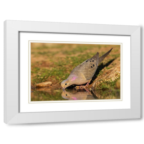 Mourning dove White Modern Wood Framed Art Print with Double Matting by Archer, Ken