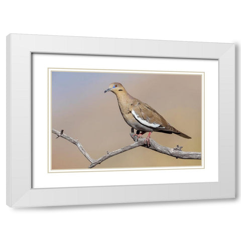 White-winged dove White Modern Wood Framed Art Print with Double Matting by Archer, Ken