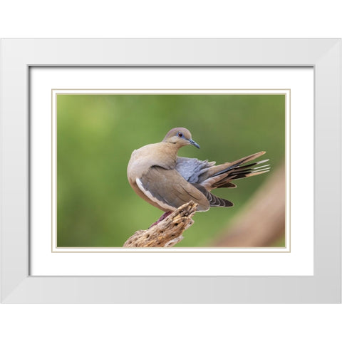 White-winged dove preening White Modern Wood Framed Art Print with Double Matting by Archer, Ken
