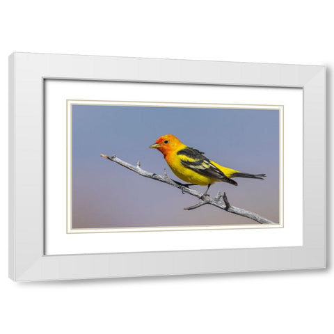 Western tanager White Modern Wood Framed Art Print with Double Matting by Archer, Ken