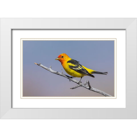 Western tanager White Modern Wood Framed Art Print with Double Matting by Archer, Ken
