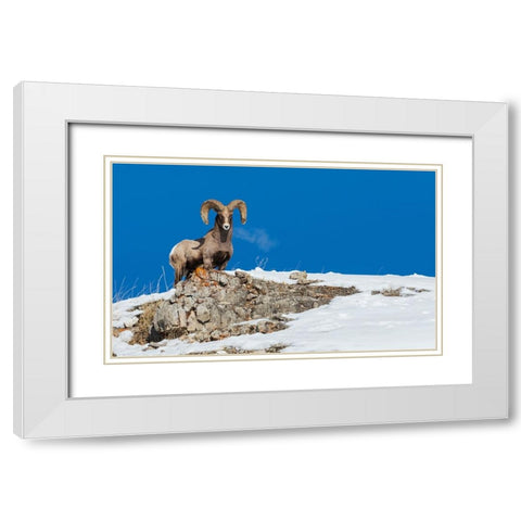 Bighorn sheep ram-frosty breath White Modern Wood Framed Art Print with Double Matting by Archer, Ken