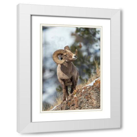 Bighorn sheep ram White Modern Wood Framed Art Print with Double Matting by Archer, Ken