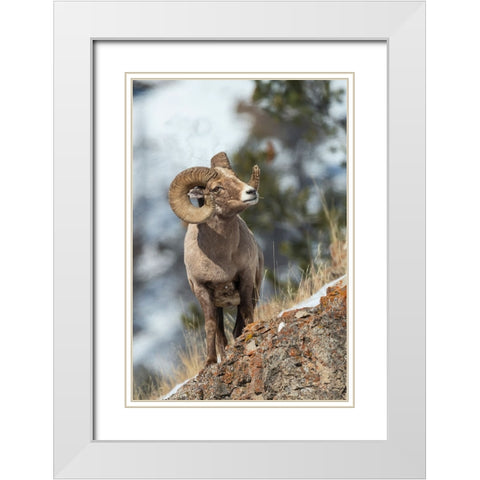Bighorn sheep ram White Modern Wood Framed Art Print with Double Matting by Archer, Ken