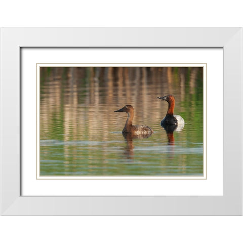 Canvasback pair White Modern Wood Framed Art Print with Double Matting by Archer, Ken