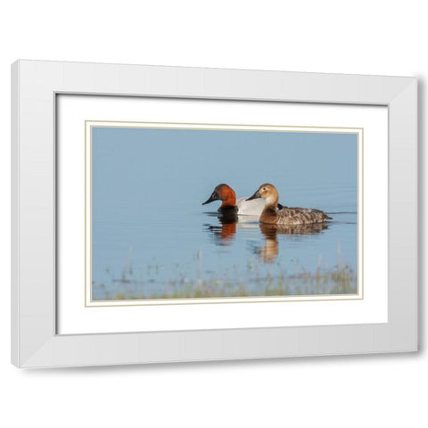 Canvasback pair White Modern Wood Framed Art Print with Double Matting by Archer, Ken