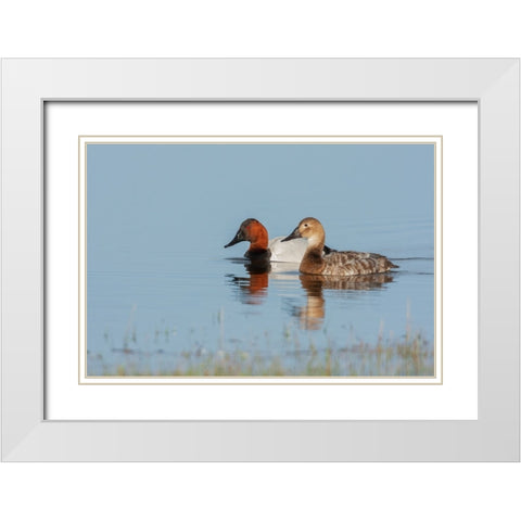 Canvasback pair White Modern Wood Framed Art Print with Double Matting by Archer, Ken