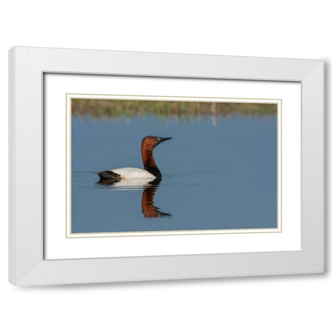 Canvasback drake White Modern Wood Framed Art Print with Double Matting by Archer, Ken