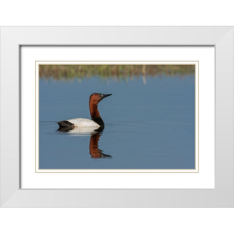 Canvasback drake White Modern Wood Framed Art Print with Double Matting by Archer, Ken