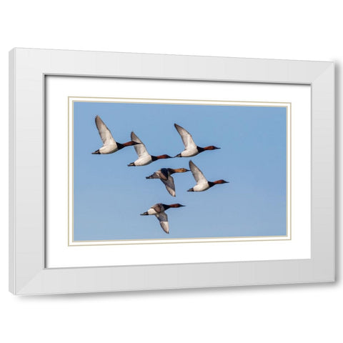 Canvasback flock-courtship flight White Modern Wood Framed Art Print with Double Matting by Archer, Ken