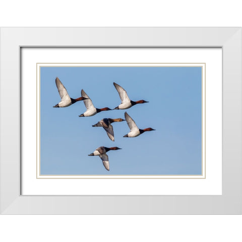 Canvasback flock-courtship flight White Modern Wood Framed Art Print with Double Matting by Archer, Ken