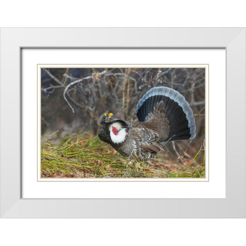 Dusky grouse-courtship display White Modern Wood Framed Art Print with Double Matting by Archer, Ken