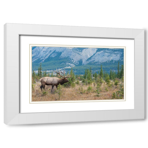 Bull elk in the Rockies White Modern Wood Framed Art Print with Double Matting by Archer, Ken