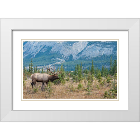 Bull elk in the Rockies White Modern Wood Framed Art Print with Double Matting by Archer, Ken