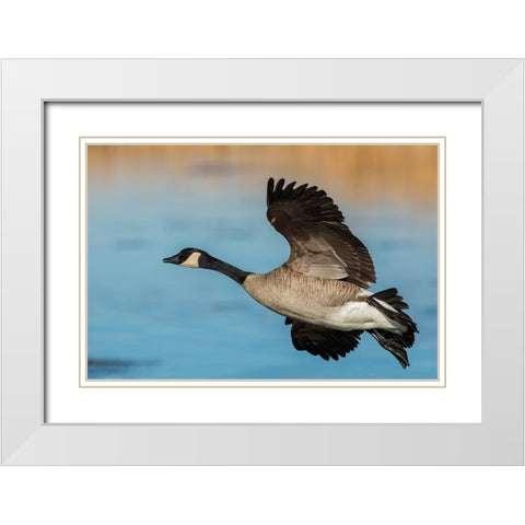 Greater Canada goose White Modern Wood Framed Art Print with Double Matting by Archer, Ken