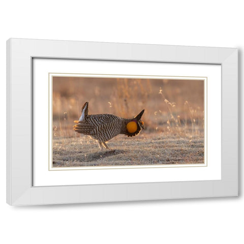 Greater prairie chickens-courtship display White Modern Wood Framed Art Print with Double Matting by Archer, Ken