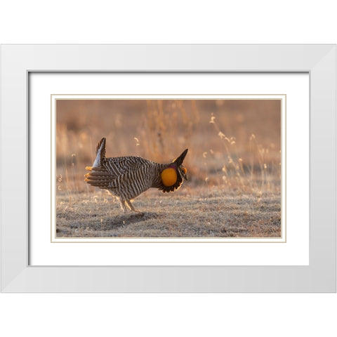 Greater prairie chickens-courtship display White Modern Wood Framed Art Print with Double Matting by Archer, Ken