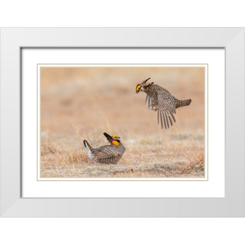 Greater prairie chickens-dominance dispute White Modern Wood Framed Art Print with Double Matting by Archer, Ken