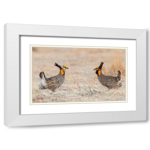 Greater prairie chickens-competing males White Modern Wood Framed Art Print with Double Matting by Archer, Ken