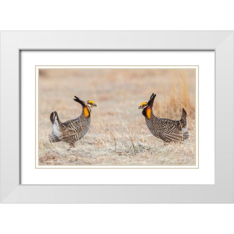 Greater prairie chickens-competing males White Modern Wood Framed Art Print with Double Matting by Archer, Ken