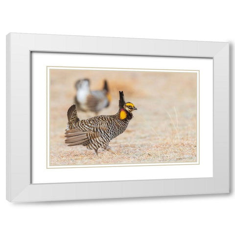 Greater prairie chickens-competing males White Modern Wood Framed Art Print with Double Matting by Archer, Ken