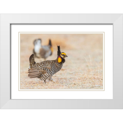 Greater prairie chickens-competing males White Modern Wood Framed Art Print with Double Matting by Archer, Ken