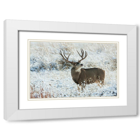 Mule Deer Buck White Modern Wood Framed Art Print with Double Matting by Archer, Ken