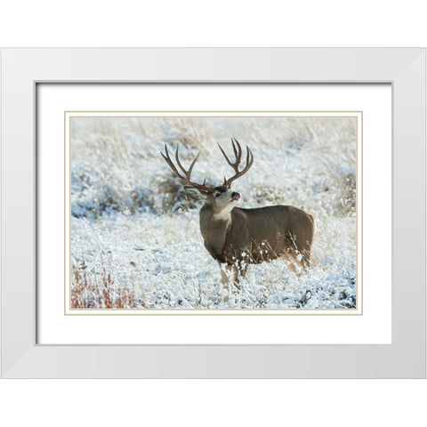Mule Deer Buck White Modern Wood Framed Art Print with Double Matting by Archer, Ken