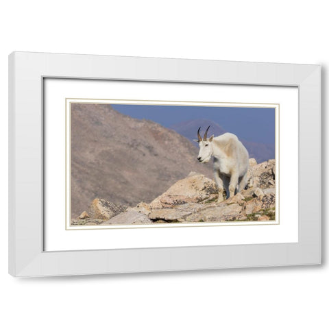 Mountain goat billy White Modern Wood Framed Art Print with Double Matting by Archer, Ken